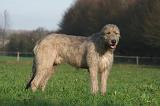 IRISH WOLFHOUND 226